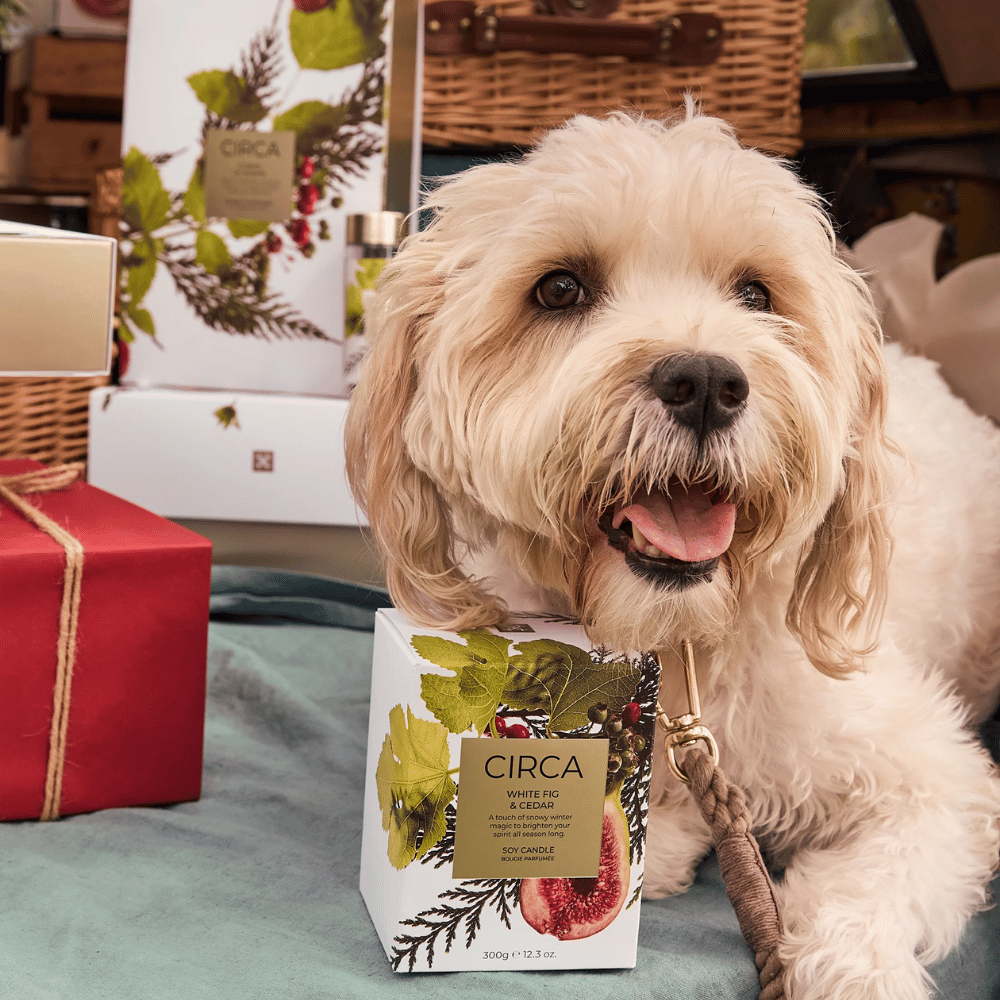 Circa White Fig &amp; Cedar Soy Candle
