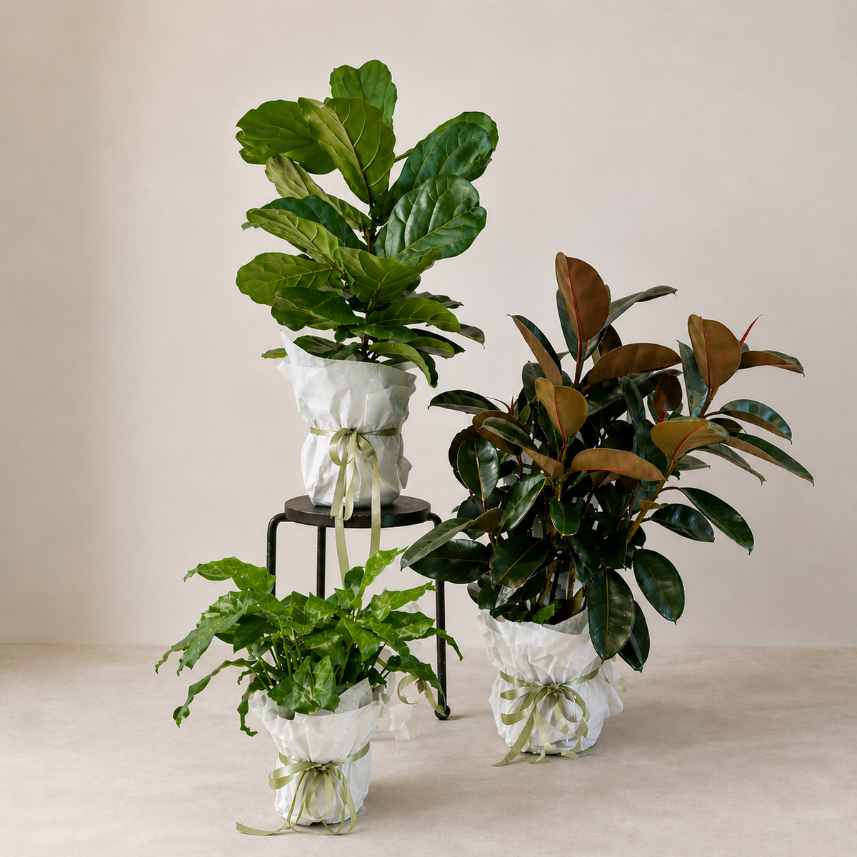 House Plants